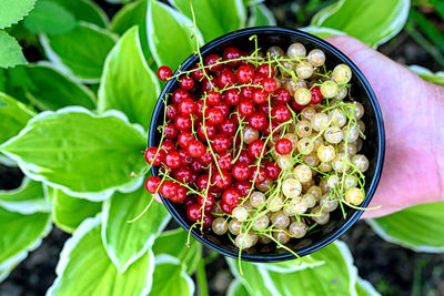 Men's hands holding a bowl with juicy organic berries of red and yellow currants