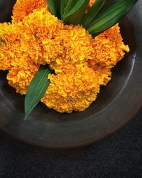 High angle view of yellow flowering plant