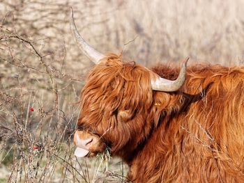 Highland cattle sticking out tongue on field