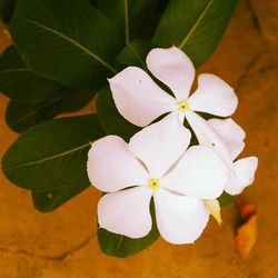 Close-up of white flower