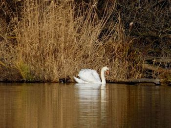 Swan swimming in lake