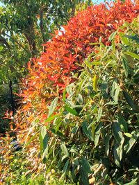 Autumnal leaves on tree trunk