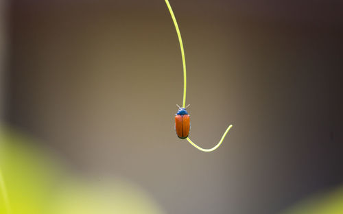 Close-up of insect on plant