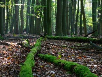 Moss growing on tree trunks in forest