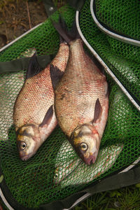 High angle view of fish for sale