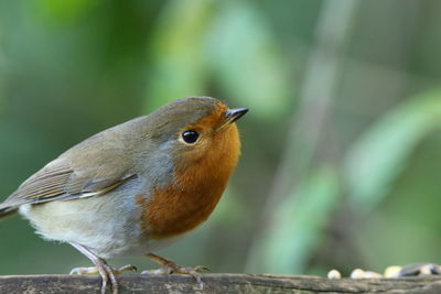 Close-up of bird perching on branch