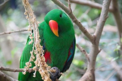 Close-up of parrot perching on branch