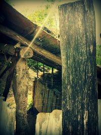 Close-up of wooden tree