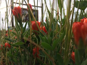 Close-up of red poppy flowers blooming on field