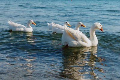 Swans swimming in lake