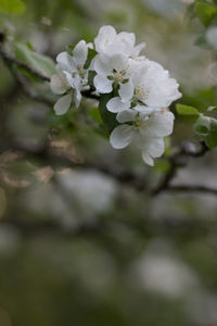 Close-up of white cherry blossom tree