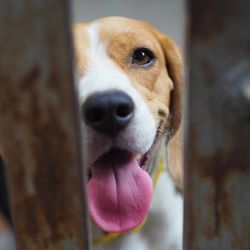 Close-up portrait of dog