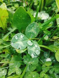 Close-up of wet plant