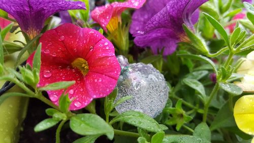 Close-up of wet flowers blooming outdoors