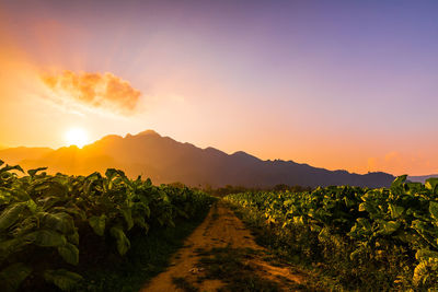 Scenic view of field against sky during sunset