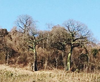 Bare trees on landscape against clear sky