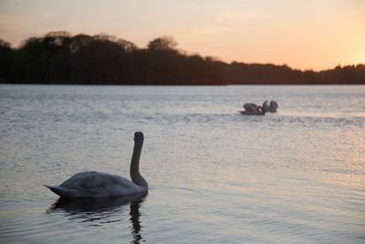 Swan floating on virginia water lake at sunset