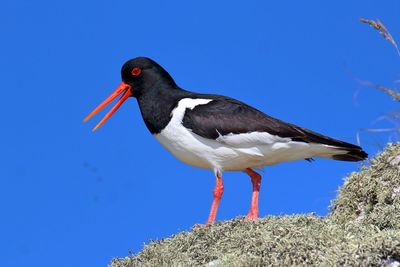 Close-up of bird perching on rock