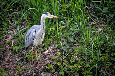 Bird perching on a field