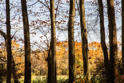 Low angle view of trees against sky