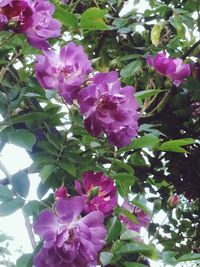 Close-up of pink flowers