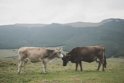Side view of cows on grassy field against mountains