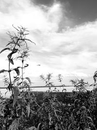 Close-up of plants on field against sky