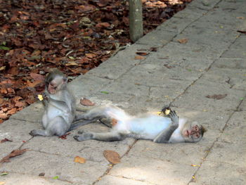 Cats sitting on footpath