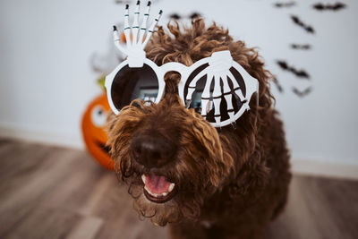 Close-up of dog looking away