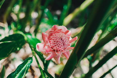 Close-up of pink rose flower