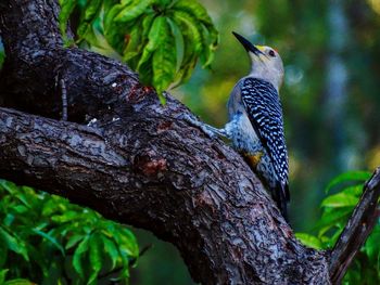 Close-up of bird perching on tree