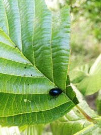 Close-up of insect on plant