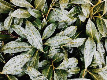 Full frame shot of fresh green leaves