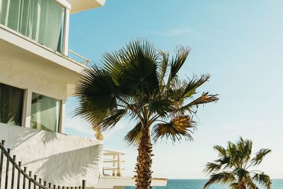 Low angle view of palm tree by building against sky