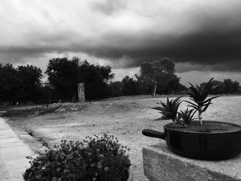 Palm trees against cloudy sky