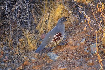 High angle view of bird perching on field