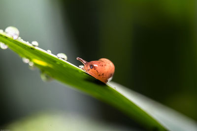 Close-up of snail on leaf