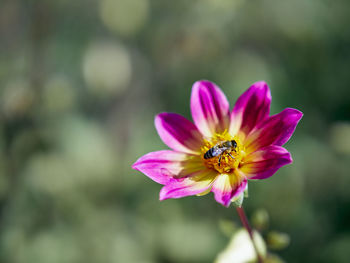 Close-up of bee pollinating flower