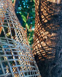 Close-up of tree trunk