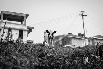 Low angle view of calf on grassy field against buildings