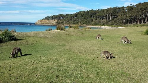 Sheep grazing on landscape against sky