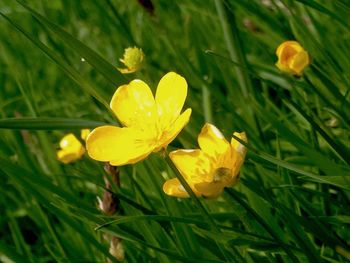 Close-up of yellow flowers