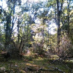 Low angle view of trees in forest