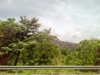 Scenic view of trees on mountain