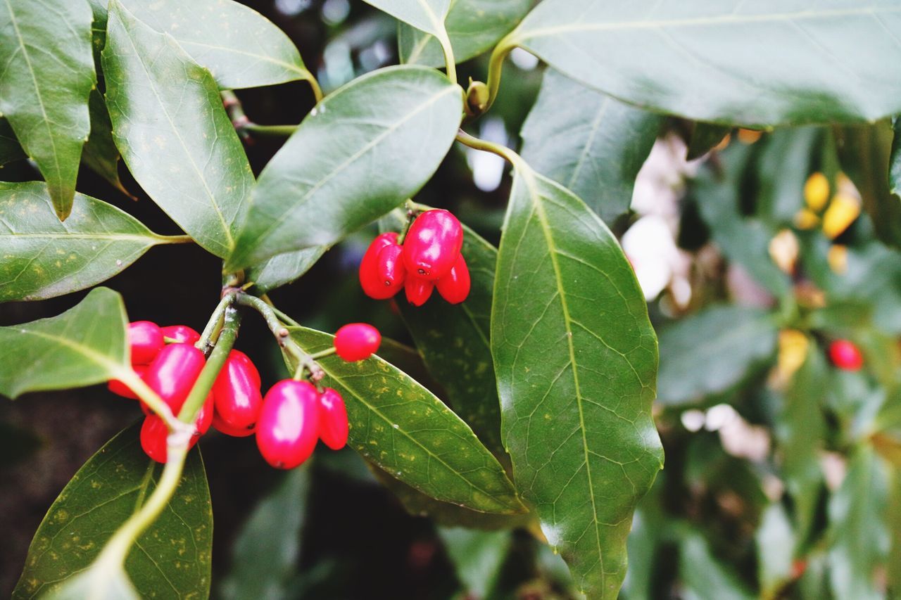 leaf, red, growth, freshness, plant, green color, close-up, nature, beauty in nature, flower, fragility, focus on foreground, bud, stem, day, petal, fruit, growing, outdoors, no people