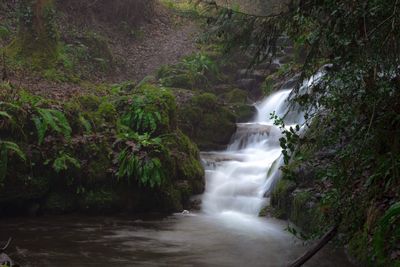 Waterfall in forest