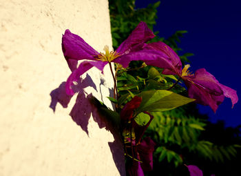 Close-up of pink flowers