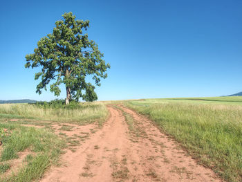 Red farm road between barley fields. dusty dirt road through green field, lonely tree and  sky.