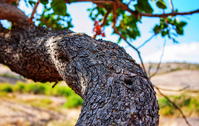 Close-up of tree trunk