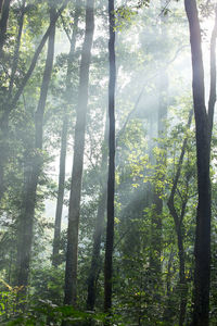 Sunlight streaming through trees in forest